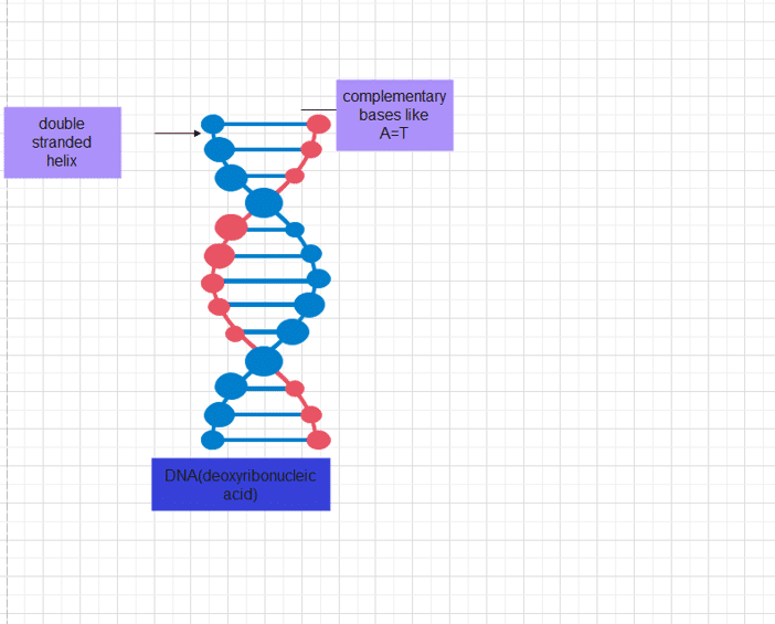 Nucleic Acids Definition Structure Reliable Function And 2 Major Types Chemistry Notes 0190