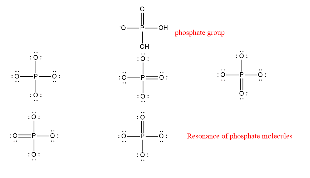 phosphate group in nucleic acid