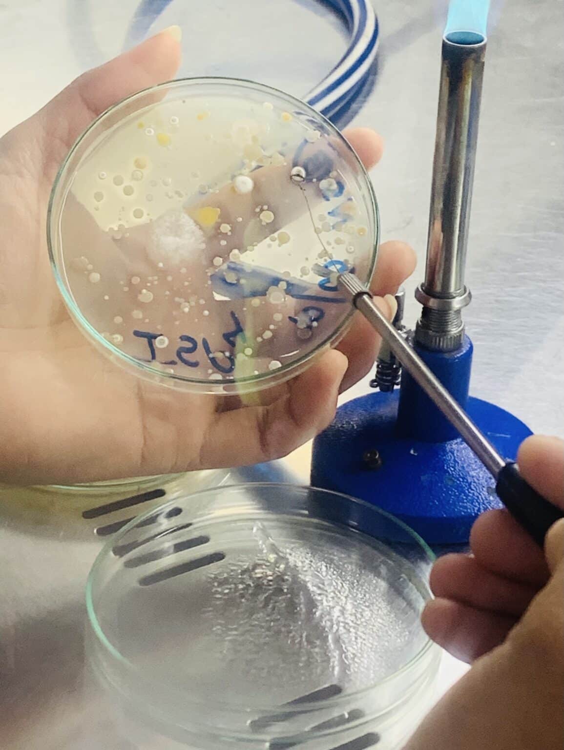 Isolation of Bacteria Easy Procedure Chemistry Notes