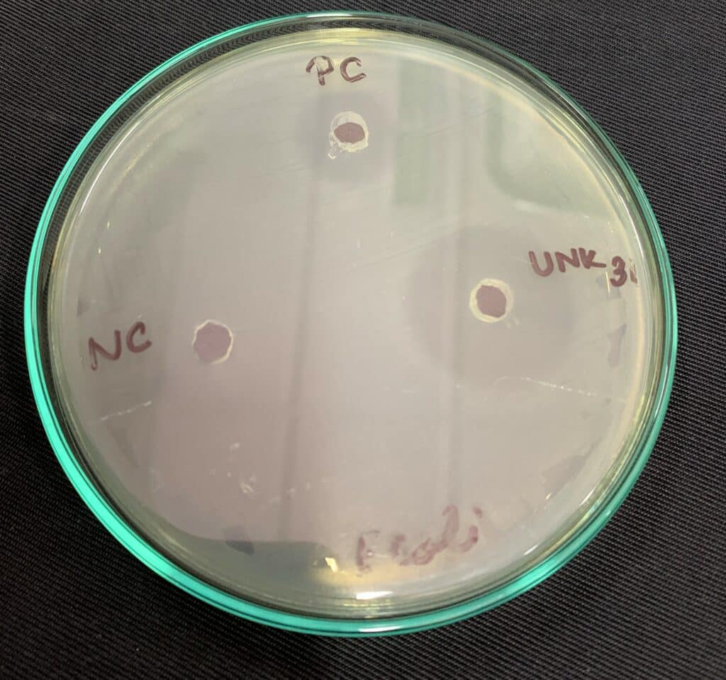 MHA media for antimicrobial test