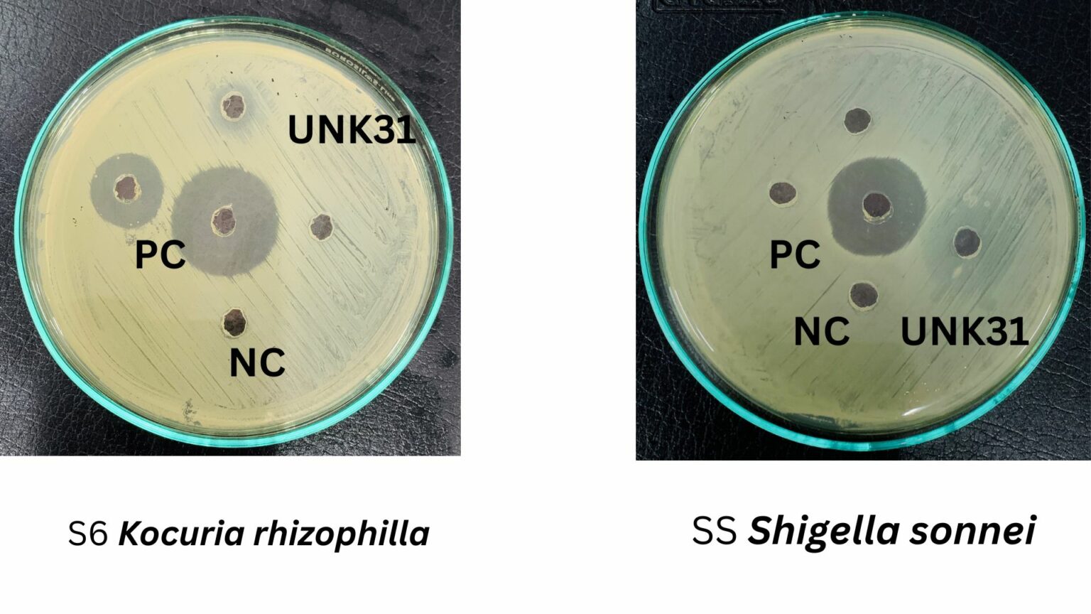 Antimicrobial activity by Agar well diffusion Chemistry Notes