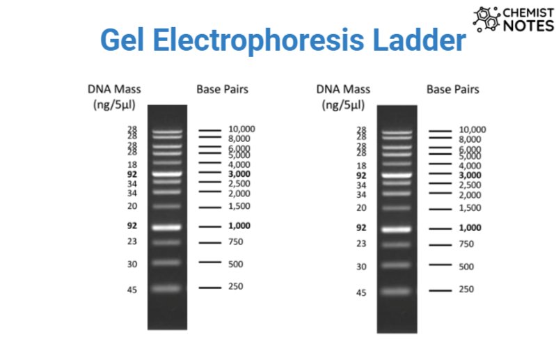 Gel electrophoresis ladder