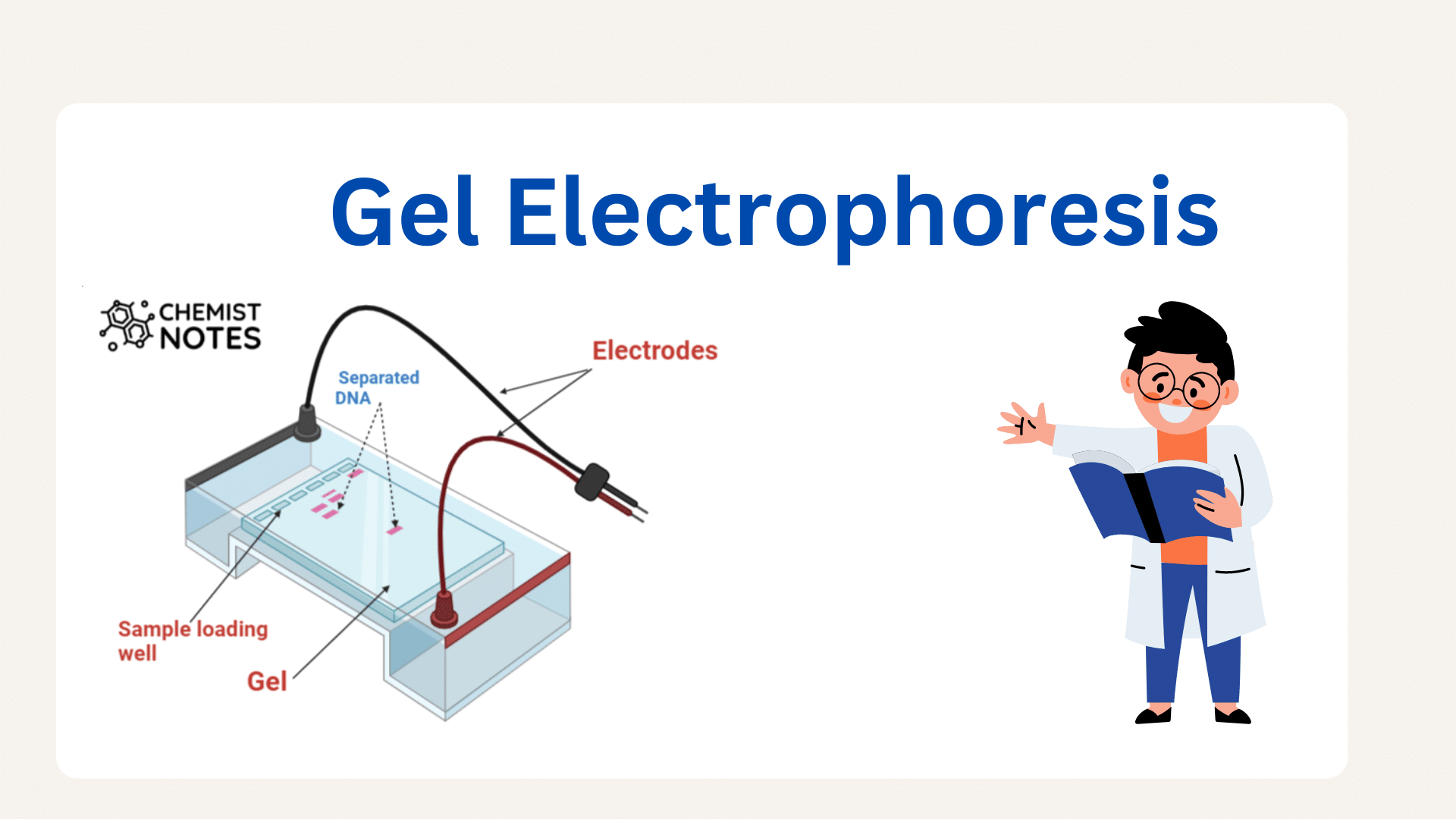 Gel Electrophoresis Easy Principle Media6 Types Application 1084