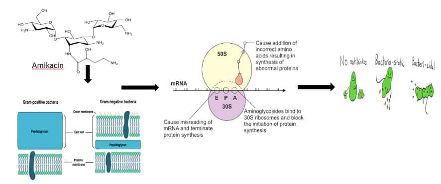 mechanism of action