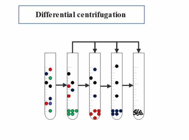 differential centrifugation