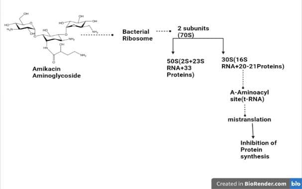 mechanism of action