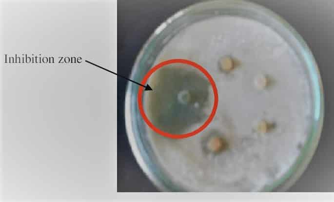 antifungal activity