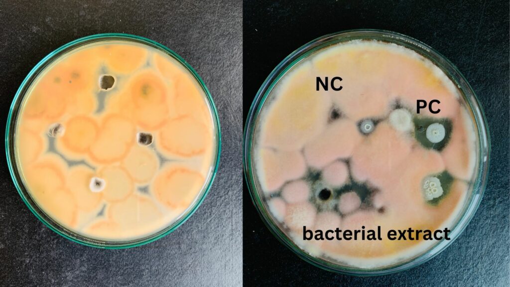 antifungal activity against bacterial extract
