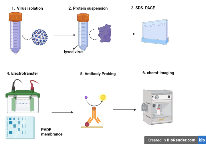 western blotting