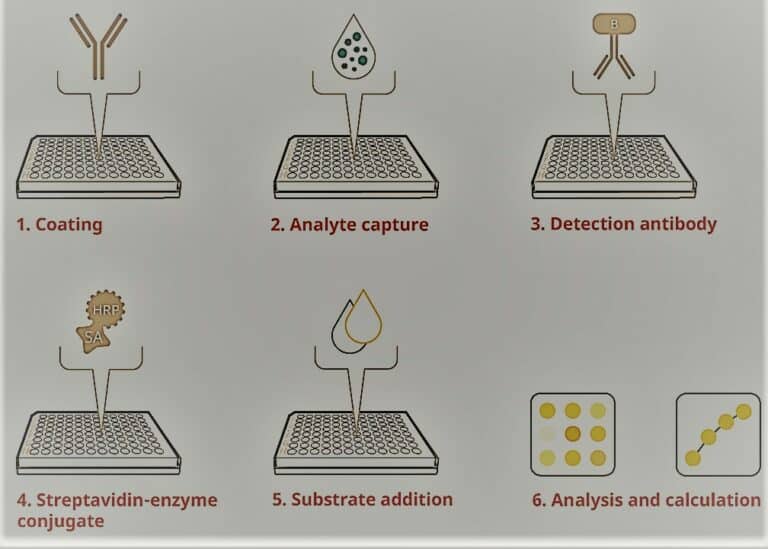 ELISA Definition, Types, Procedure, and Reliable Purpose Chemistry Notes