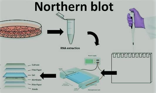 Northern Blotting Definition Protocol And 2 Reliable Uses