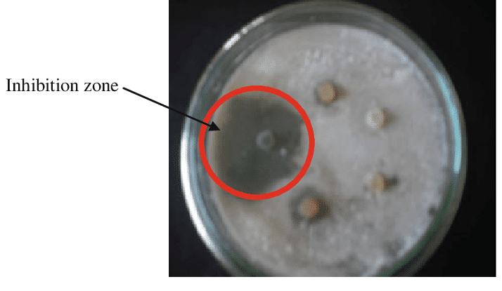 antifungal activity