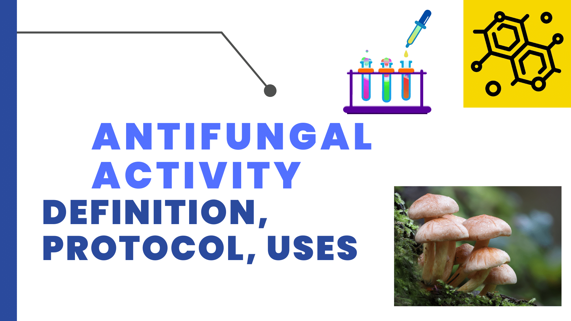 Antifungal Activity Definition, Protocol, and 1 Reliable Uses Chemistry Notes