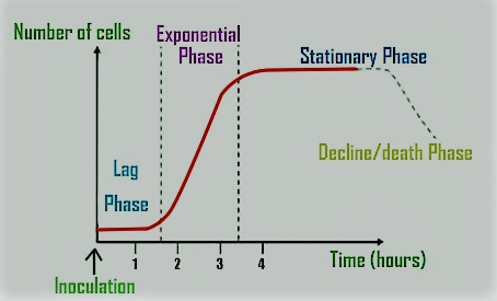 growth curve of bacteria