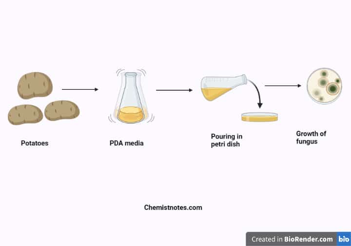 Potato Dextrose Agar