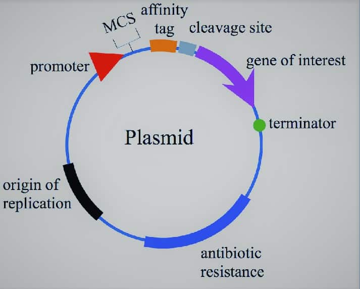 plasmid map