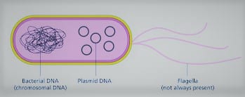 plasmid