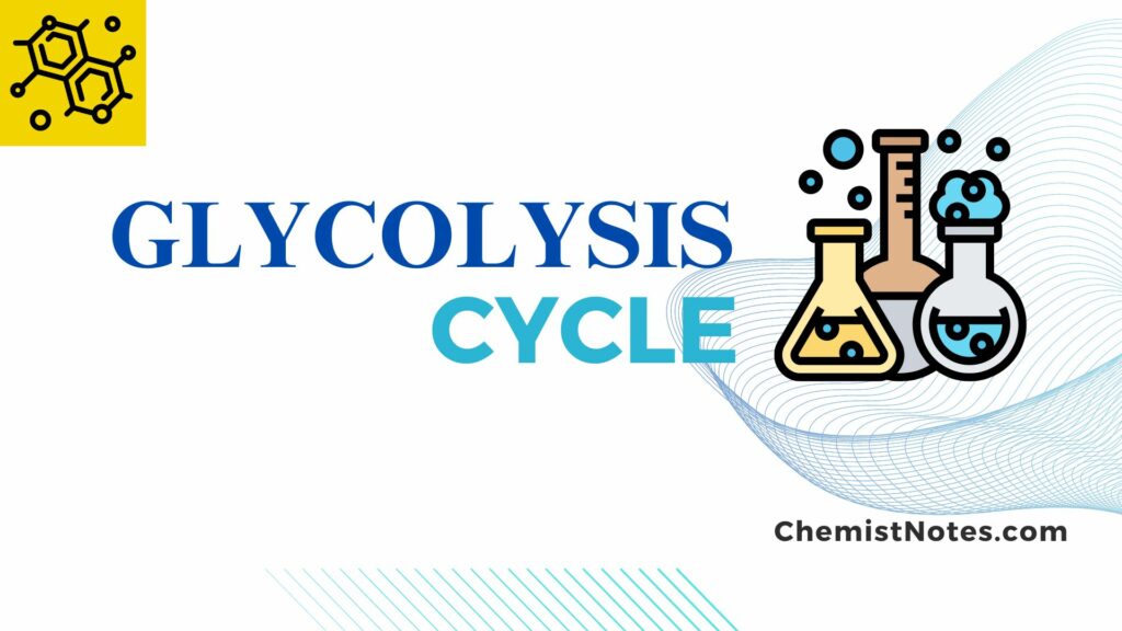 Glycolysis cycle