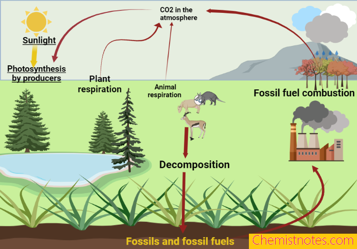 Carbon cycle
