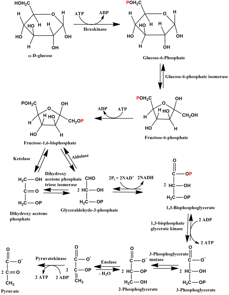 Glycolysis Cycle Definition, 10 Steps, Reactions Chemistry Notes