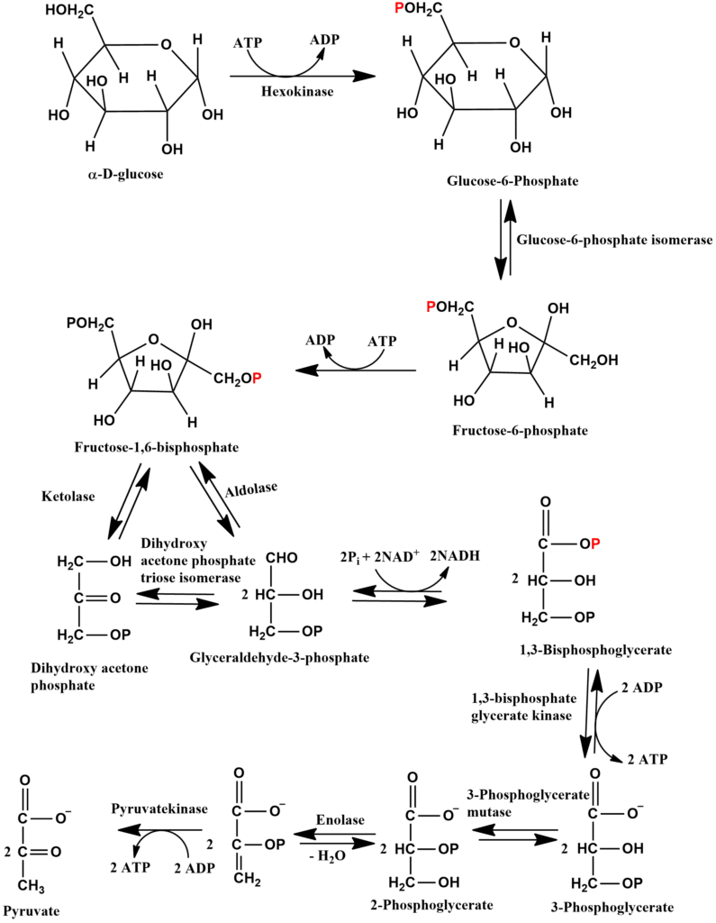 Glycolysis cycle