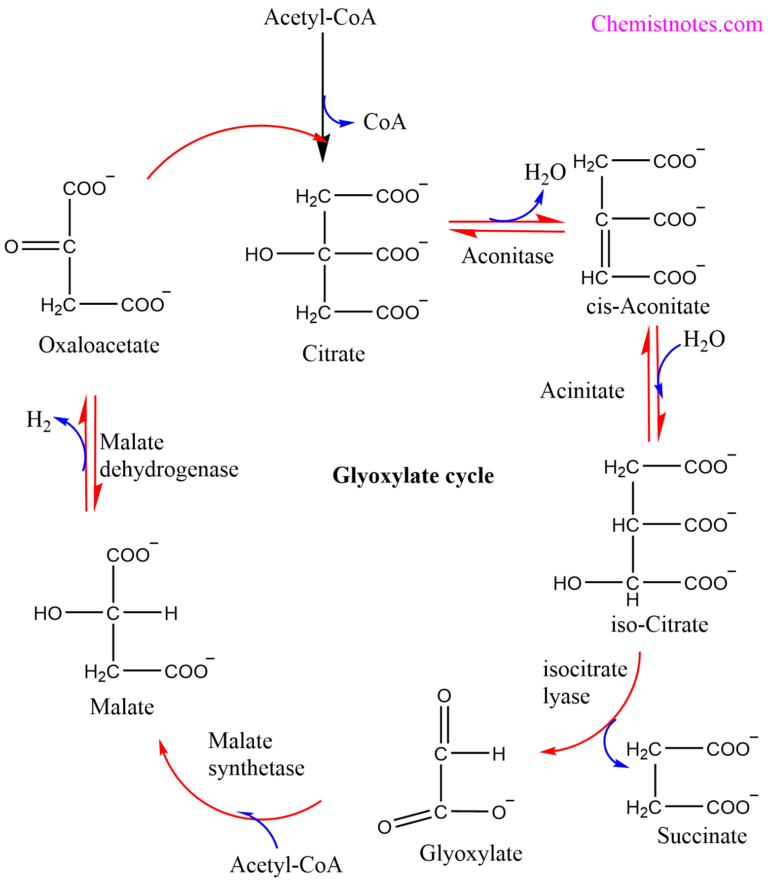 Glyoxylate Cycle Easy Explanation 6 Steps Chemistry Notes