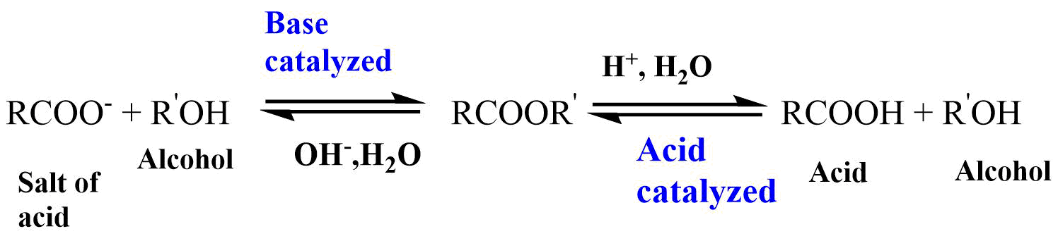 ester hydrolysis reaction