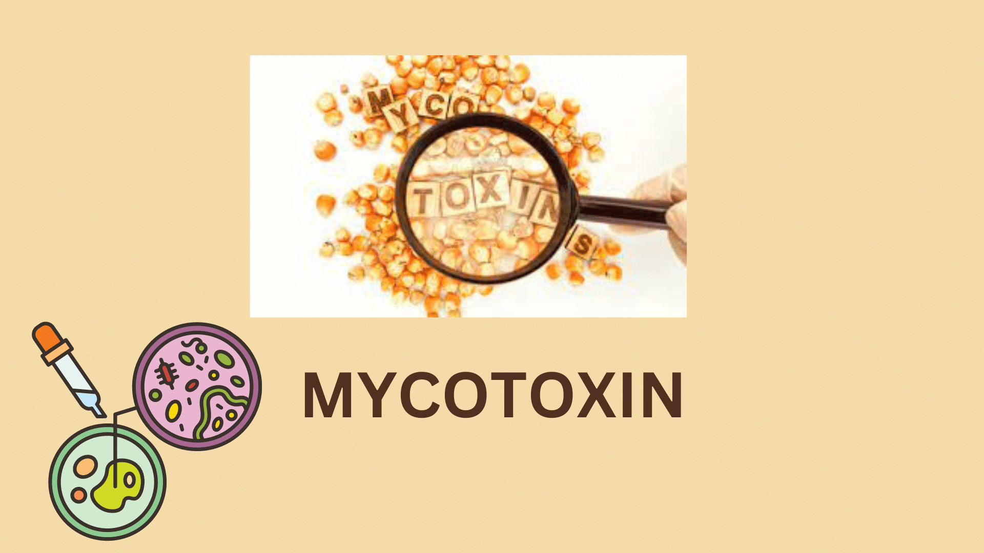 mycotoxin-introduction-types-features-and-side-effects-chemistry