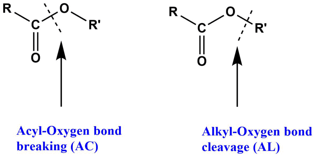 Ester hydrolysis Easy Introduction with 8 mechanisms Chemistry Notes