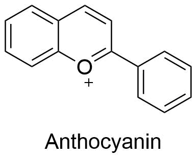 anthocyanin