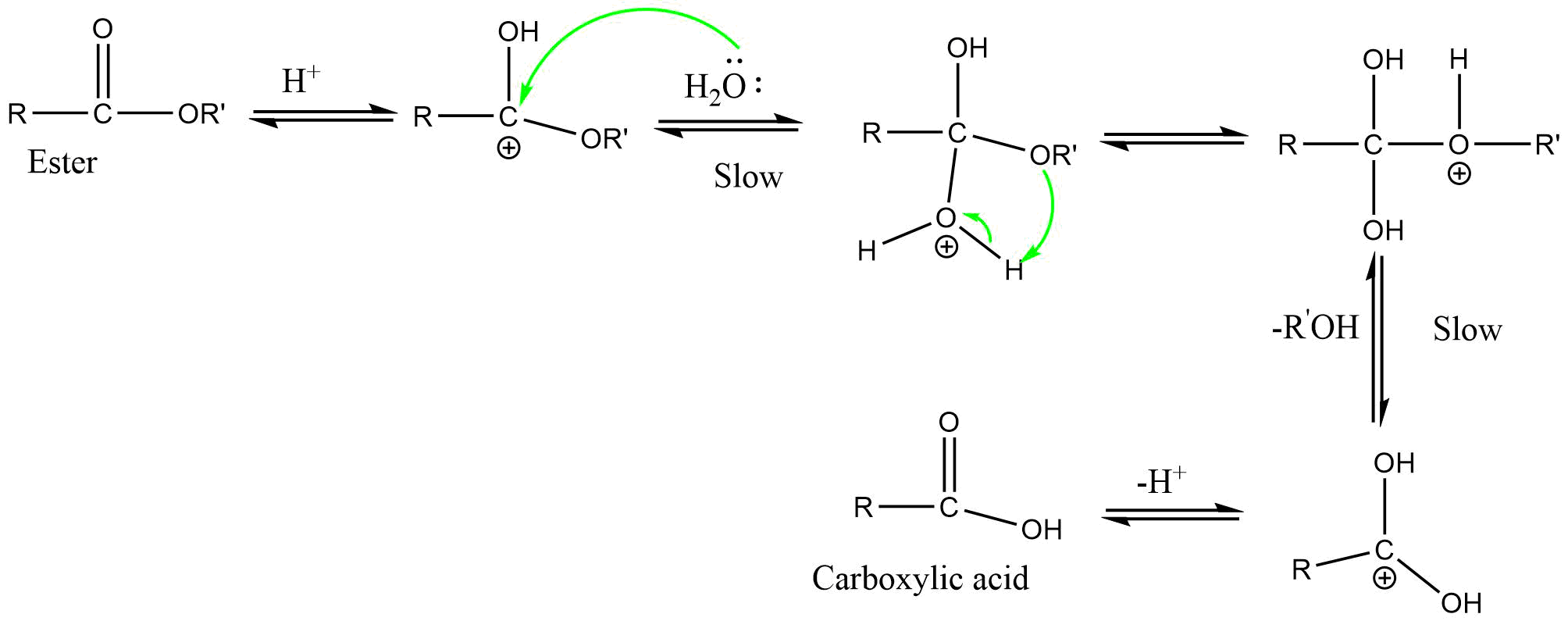 AAC2 (Acid catalyzed acyl bond cleavage bimolecular reaction)