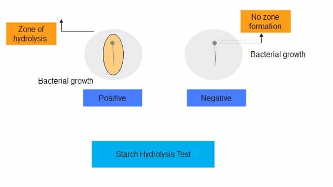 Starch Hydrolysis Test