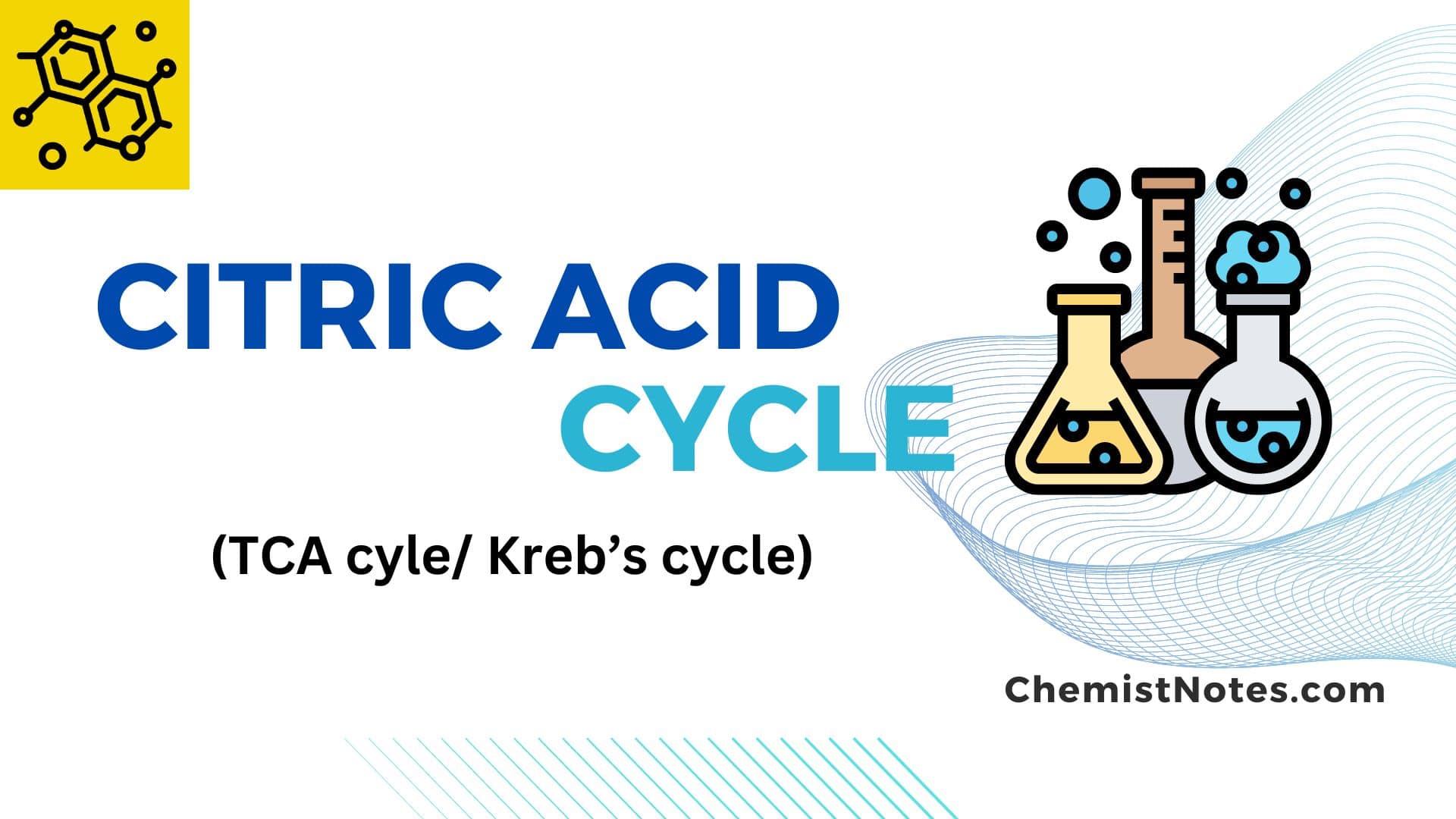 Citric acid cycle(TCA cycle) 8 steps, reactions, energetics, easy