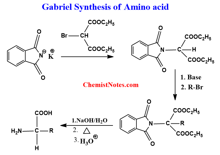 gabriel malonic ester synthesis of amino acids
