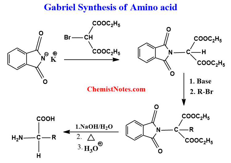 write a note on gabriel phthalimide synthesis