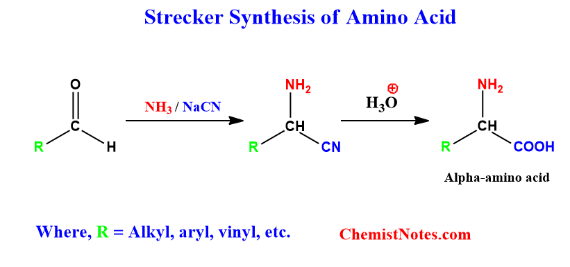 Strecker synthesis of amino acid