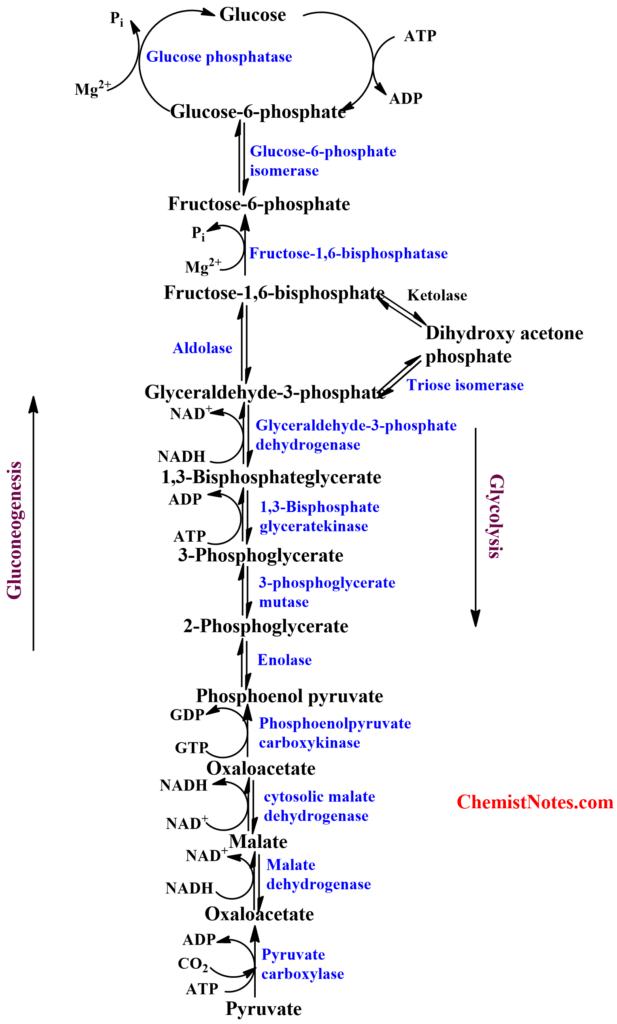 gluconeogenesis pathway
