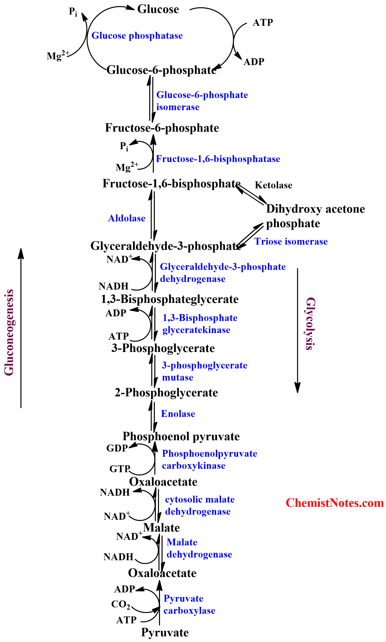 Gluconeogenesis Easy Definition Substrate 8 Steps Regulation