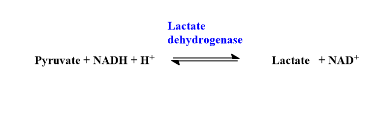 gluconeogenesis from lactate