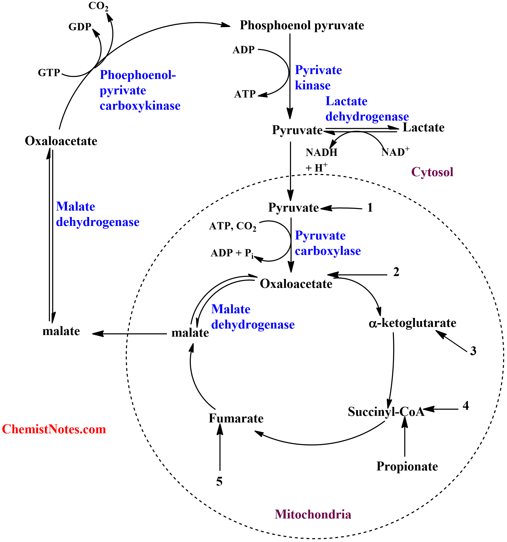 Gluconeogenesis: Easy definition, substrate, 8 steps, regulation ...