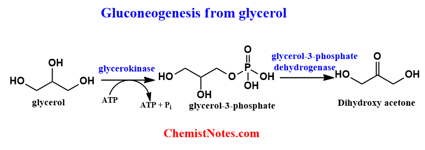 Gluconeogenesis from glycerol