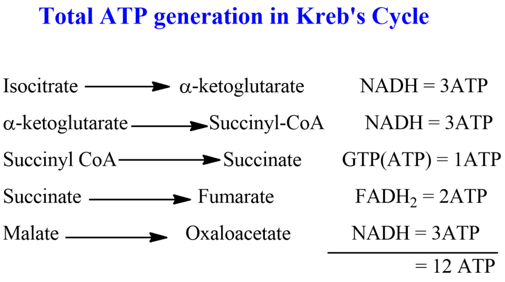 Total ATP generation in Kreb's cycle