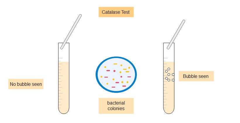 Test tube method of catalase test