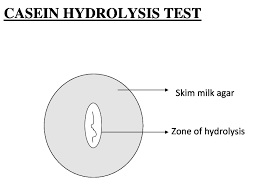 Casein Hydrolysis Test