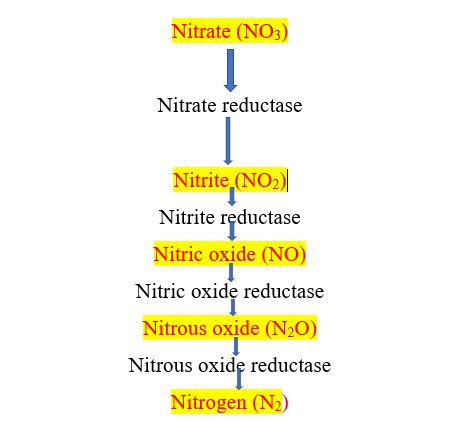 protocol of nitrate reduction test