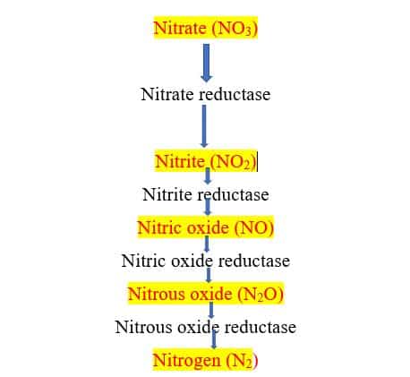 protocol of nitrate reduction test