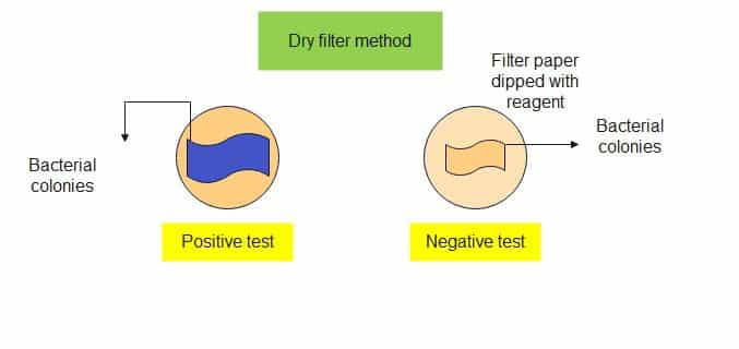 Oxidase Test